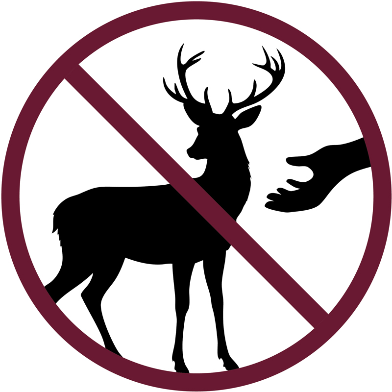 Do not feed the deer