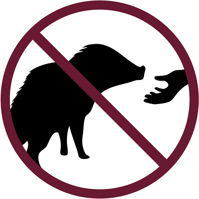 Do not touch the javelina