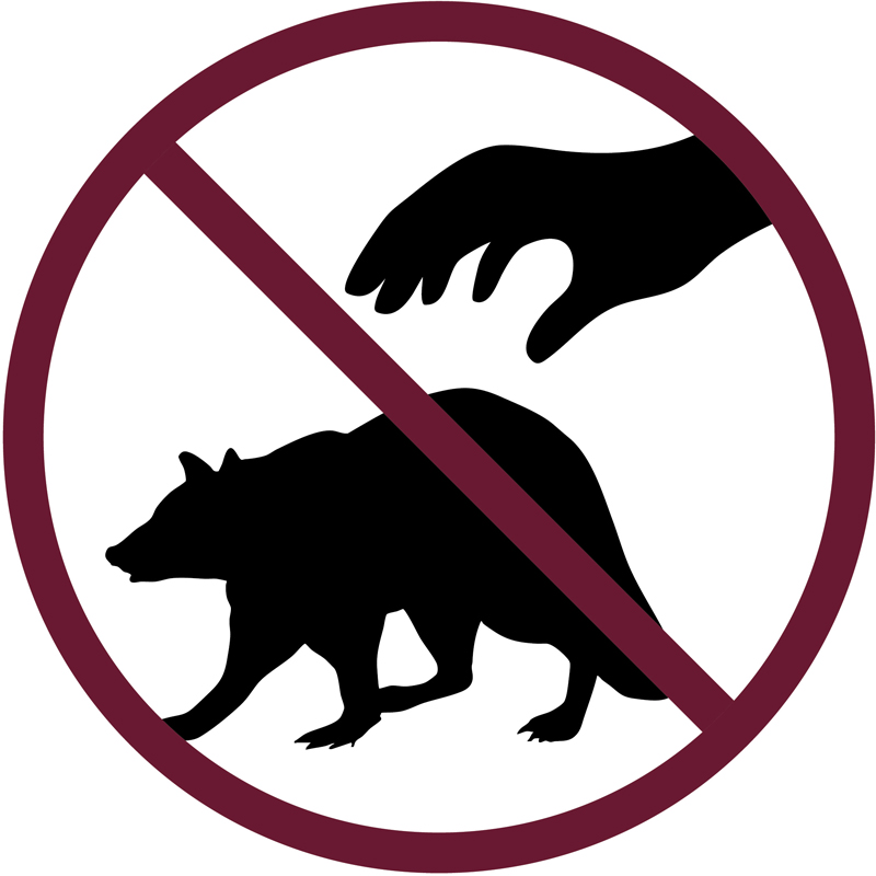 Do not pet the raccoon