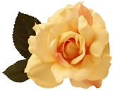 Rose Sale!!! Join Us Today!