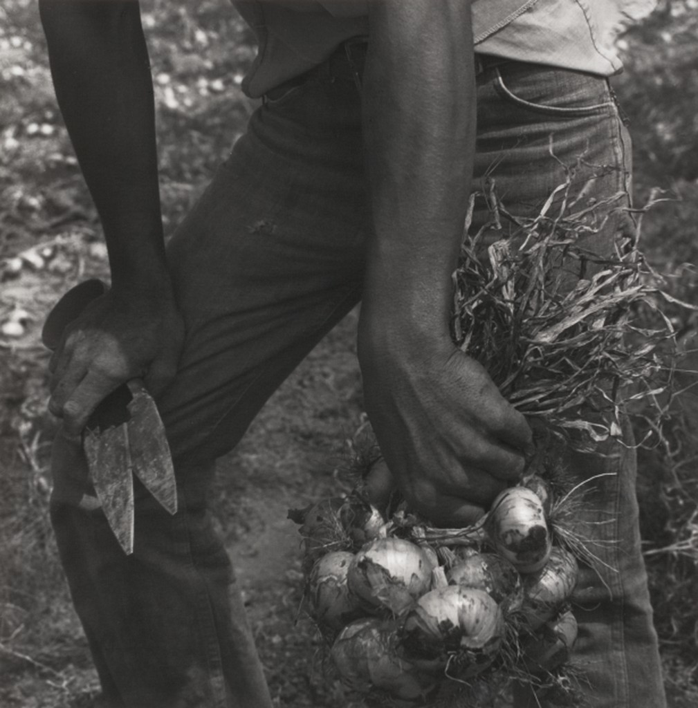 Ken Light. 1979. Onion Picker, Rio Grande Valley, Texas, 1979.