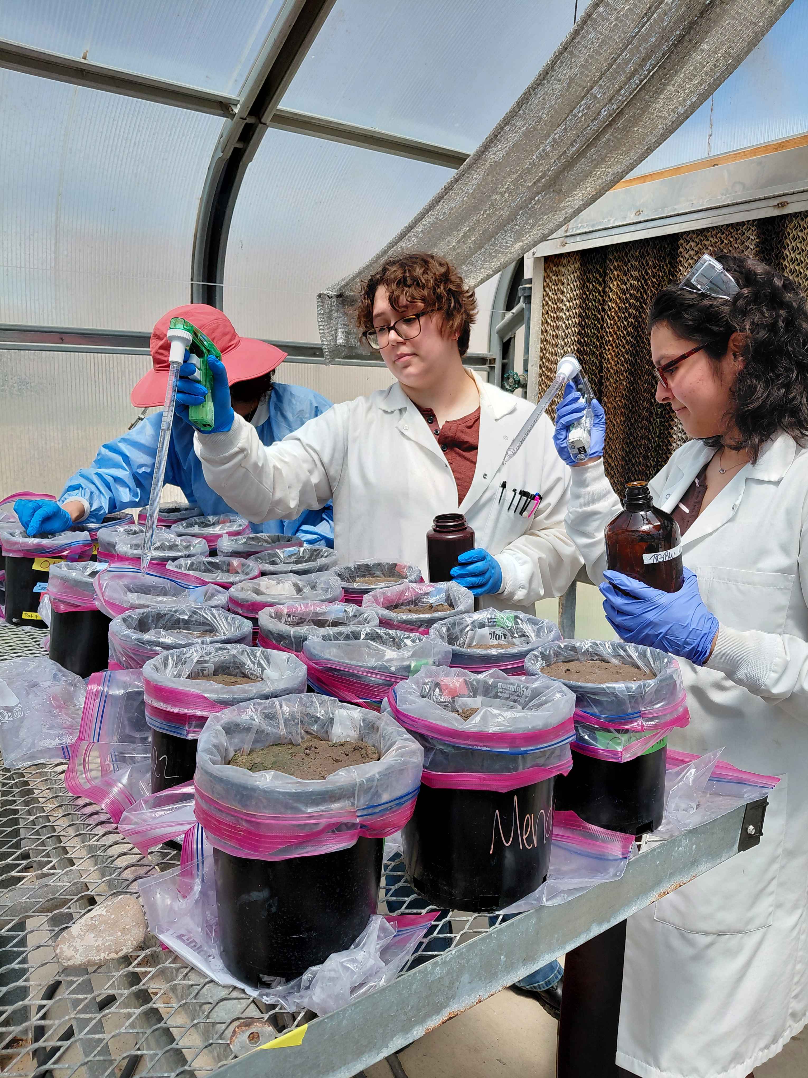 Mendez Laboratory Greenhouse Study Project Early 2026