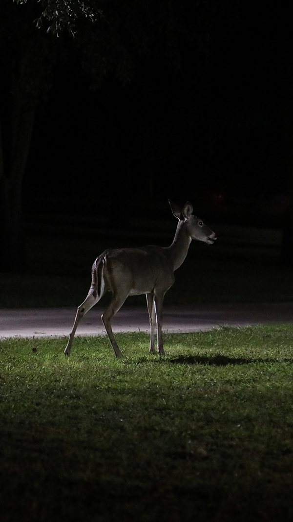 Deer on Alert in the Night