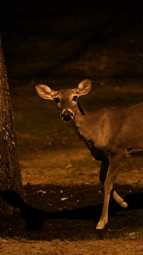 Deer Looking into your Soul
