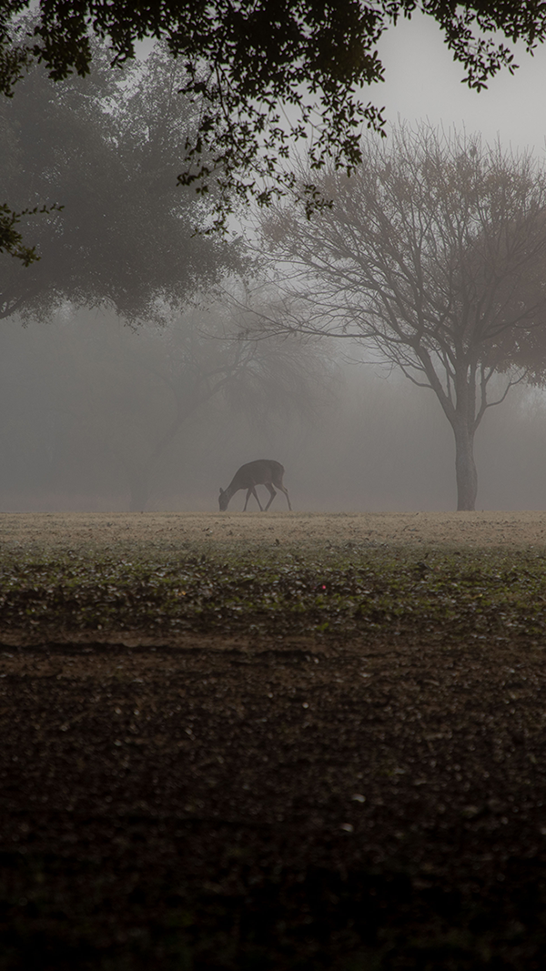 Deer with Mist and Trees