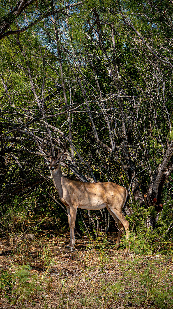 Deer Close to Trees