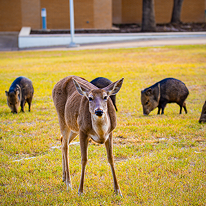 A Deer with Javelina in the background.