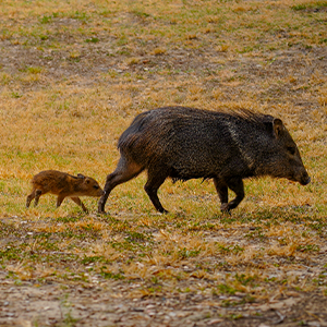 Javelinas