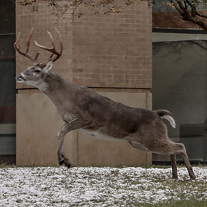 Buck Leaping in Air