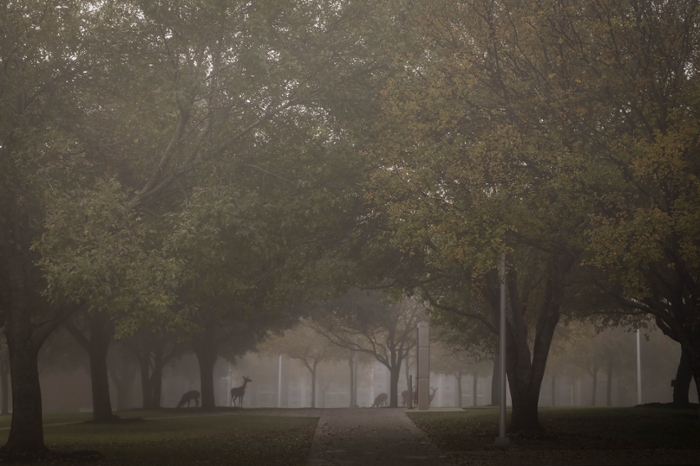 The campus grounds at TAMIU helps to distinguish and elevate the campus experience.