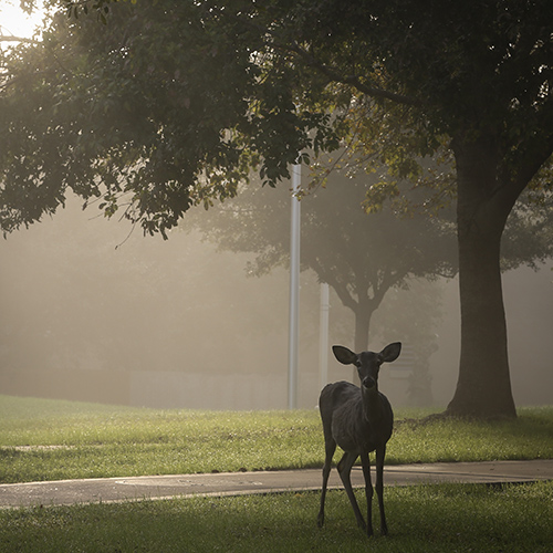Deer by Lamar Bruni Vergara Science Center