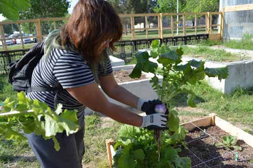 You can't 'beet' that -- a garden at TAMIU!