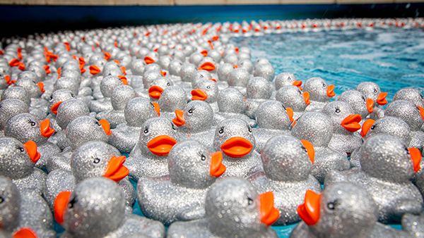 Duckies in Fountain