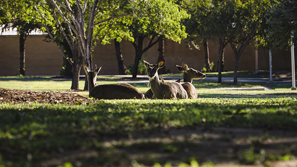TAMIU Wildlife