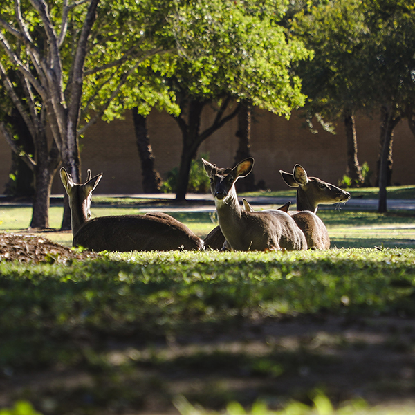 Campus Wildlife