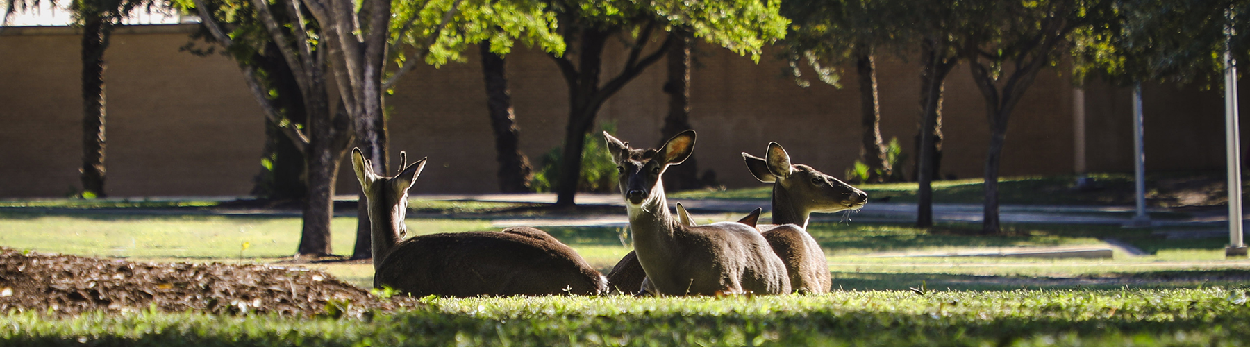 outside with wildlife